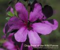 Dog Rose of Wild Forces