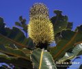 Banksia Robur