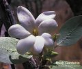 Bush Gardenia