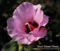 Sturt Desert Rose